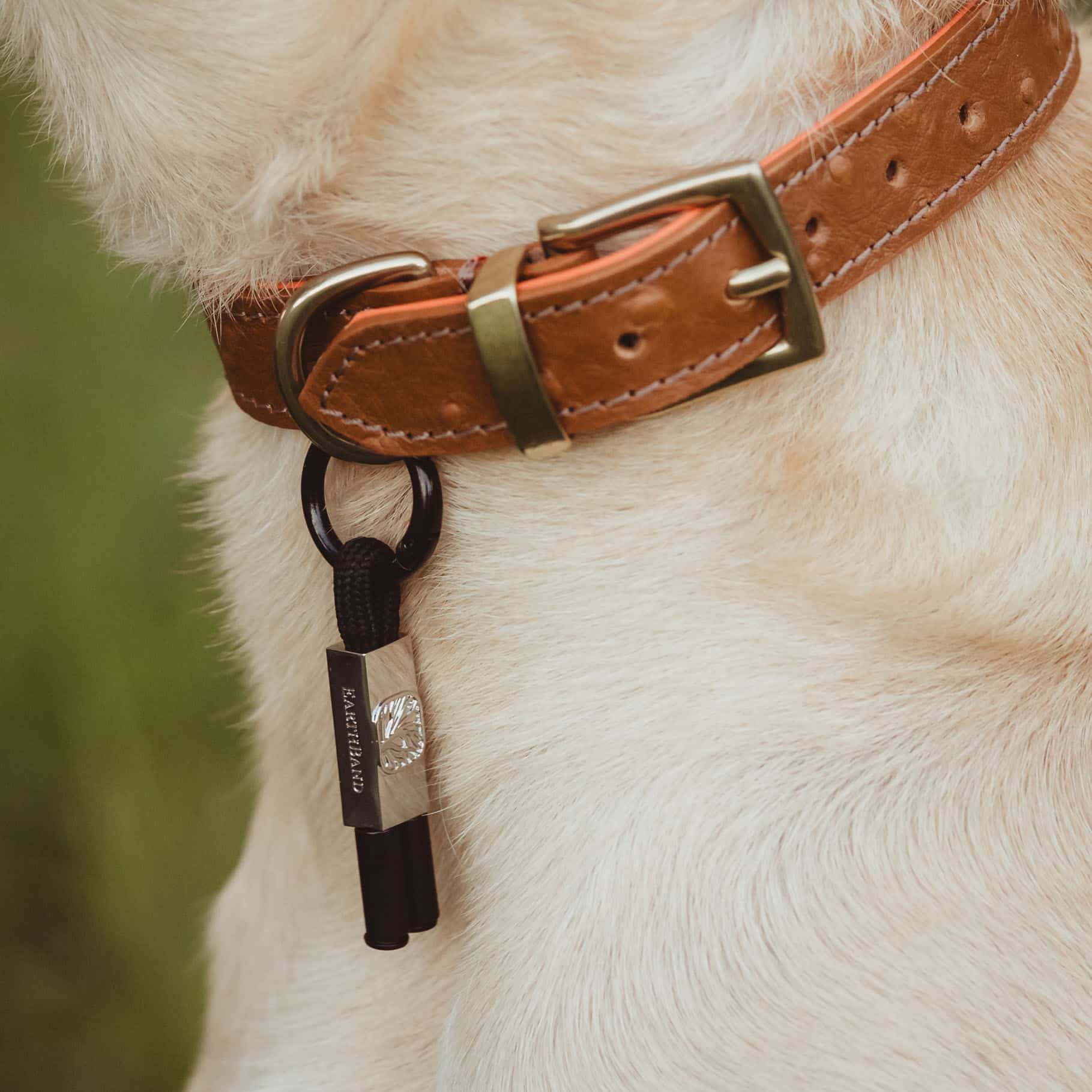 BeGrounded EarthBand for Pets — PEMF Collar Band for Dogs and Cats