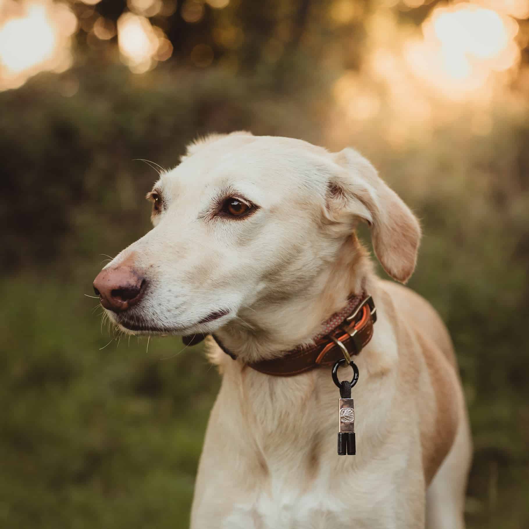 BeGrounded EarthBand for Pets — PEMF Collar Band for Dogs and Cats image 3